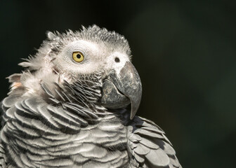 Grey Parrot (Psittacus erithacus), native to the dense forests of Central and West Africa