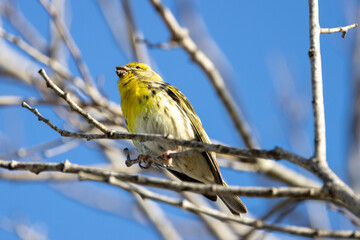 European Serin (Serinus serinus), a small finch commonly found in southern Europe and North Africa