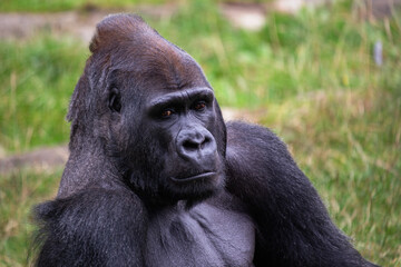 Obraz premium Western Lowland Gorilla (Gorilla gorilla gorilla), native to Central African rainforests