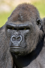 Obraz premium Western Lowland Gorilla (Gorilla gorilla gorilla), native to Central African rainforests