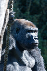 Western Lowland Gorilla (Gorilla gorilla gorilla), native to Central African rainforests