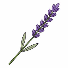 Obraz premium Lavender flower branch vector illustration