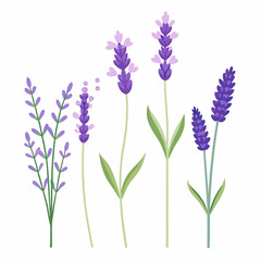 Obraz premium Lavender flowers vector illustration set