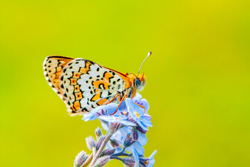 Glanville Fritillary - Melitaea cinxia - butterfly © Ezgi
