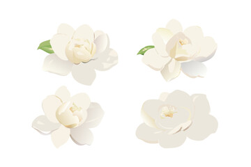 Set of white magnolia flowers vector