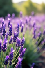 Naklejka premium A Field of Purple Lavender Blossoms Basking in the Warm Golden Light of the Setting Sun, Delicate Petals Unfolding in Nature's Gentle Embrace