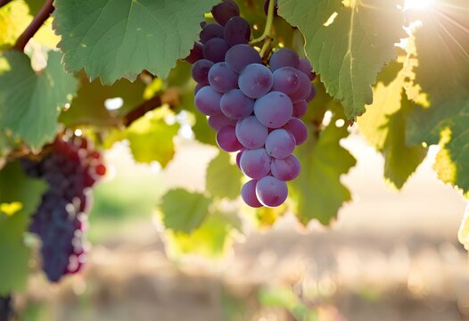 red grapes in vineyard