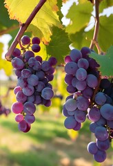Fototapeta premium bunch of grapes