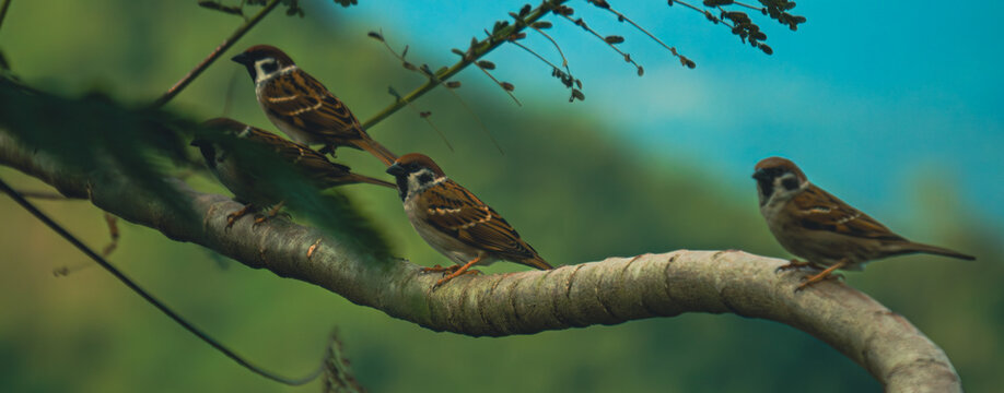 four sparrows sitting on a tree branch in tanay, philippines