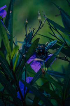 big black bee collecting pollen in tanay, philippines
