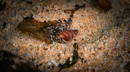 Hermit crab crawling through the sand in boracay, philippines.