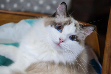 Cute, Ragdoll cat lying on its bed, looking at the camera.