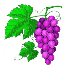 Fototapeta premium A Simple Minimal Illustration of a Bunch of Grape