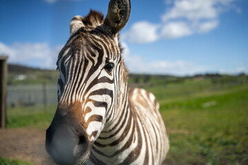 zebra eating grass in a herd