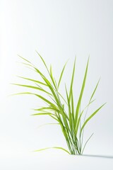 Obraz premium Green fresh grass lawn in Spring.