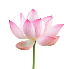 Fototapeta premium Stunning pink royal lotus flower with delicate petals on a Transparent background showcasing natural beauty, PNG background image pink royal lotus flower in full bloom, PNG background