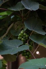 a close-up of an unripe grape cluster hanging beneath lush green vine leaves