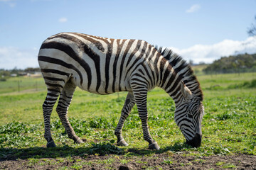 zebra eating grass in a herd