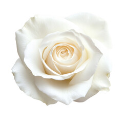 Elegant White Rose Blossom Isolated on Clean Background