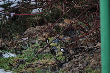 great tit (Parus major) sitting in the branches of a tree. The great tit (Parus major) is a passerine bird in the tit family Paridae.
