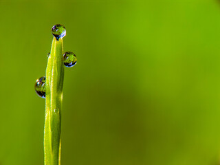 A delicate blade of grass is adorned with glistening water droplets, set against a vibrant green background. The droplets reflect light, adding a touch of sparkle to the scene.