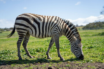 Naklejka premium zebra eating grass in a herd
