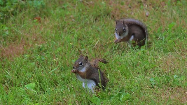 3 cute little red squirrels and a bluejay finding seeds in the grass early this Spring in Windsor in Upstate NY.  Spring's warm temperatures bring out green grass and animals looking for food.