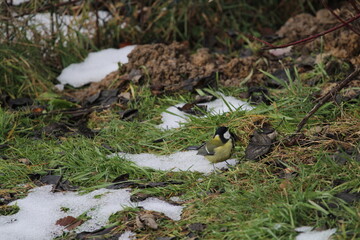 great tit (Parus major) sitting in the branches of a tree. The great tit (Parus major) is a passerine bird in the tit family Paridae.
