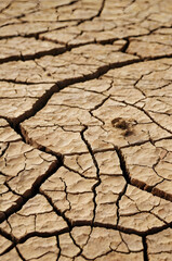 Cracked Earth's story: A stark image showcasing the intricate patterns of cracked earth, telling a silent story of drought, desiccation, and the planet's resilience.