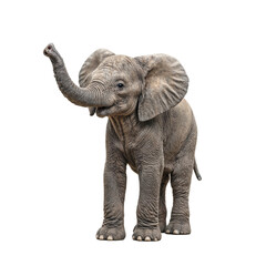 Adorable baby elephant with wrinkled skin flapping ears and playful trunk captured in a charming pose on a white backdrop