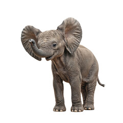 Adorable baby elephant with wrinkled skin flapping ears and playful trunk captured in a charming pose on a white backdrop