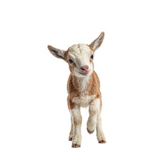 Adorable baby goat with fluffy white and brown fur playfully hopping with ears perked up exuding youthful energy