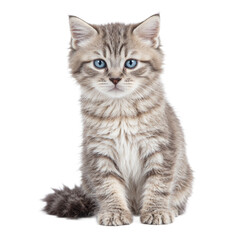Obraz premium Adorable light gray kitten with blue eyes sitting upright tail wrapped around paws Innocent and fluffy on white background