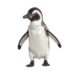 Fototapeta premium Adorable baby penguin with soft black and white feathers waddling on its feet capturing cute and endearing movements