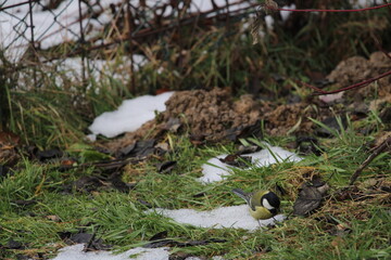 great tit (Parus major) sitting in the branches of a tree. The great tit (Parus major) is a passerine bird in the tit family Paridae.
