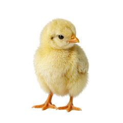 Fototapeta premium Adorable fuzzy chick with yellow feathers perched on white surface exuding innocence and freshness of spring