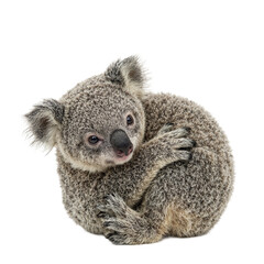 Fototapeta premium Adorable baby koala nestled in its mothers arms showcasing fluffy gray fur and a sweet innocent gaze