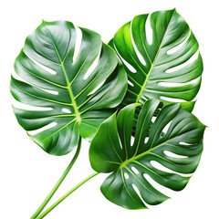 green leaf isolated on white