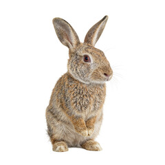 Adorable baby rabbit with long floppy ears and light brown coat sitting on hind legs showcasing its innocence and charm