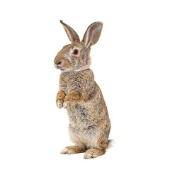 Adorable baby rabbit with long floppy ears and light brown coat sitting on hind legs showcasing its innocence and charm