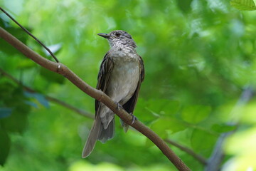 The cocoa thrush (Turdus fumigatus) is a resident breeding thrush in South America, from eastern Colombia south and east to central and eastern Brazil. Fortaleza Ceara, Brazil.