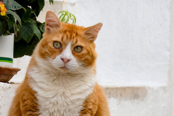 Tabby cat sitting on stone pavement in greece