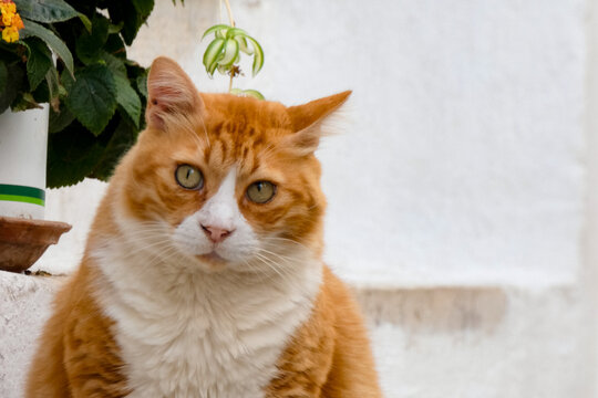 Tabby cat sitting on stone pavement in greece