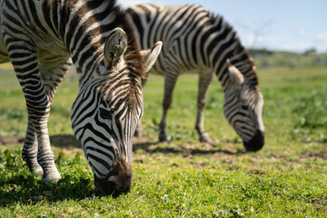 zebra eating grass in a herd