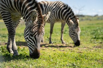 zebra eating grass in a herd