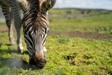 zebra eating grass in a herd