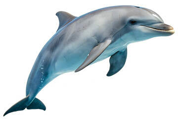dolphin jumping with transparent background