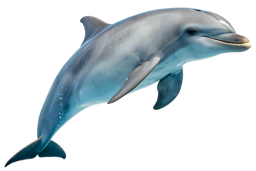 dolphin jumping with transparent background