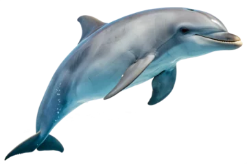  dolphin jumping with transparent background © KantorArtificial