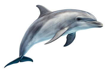 Fototapeta premium dolphin with transparent background